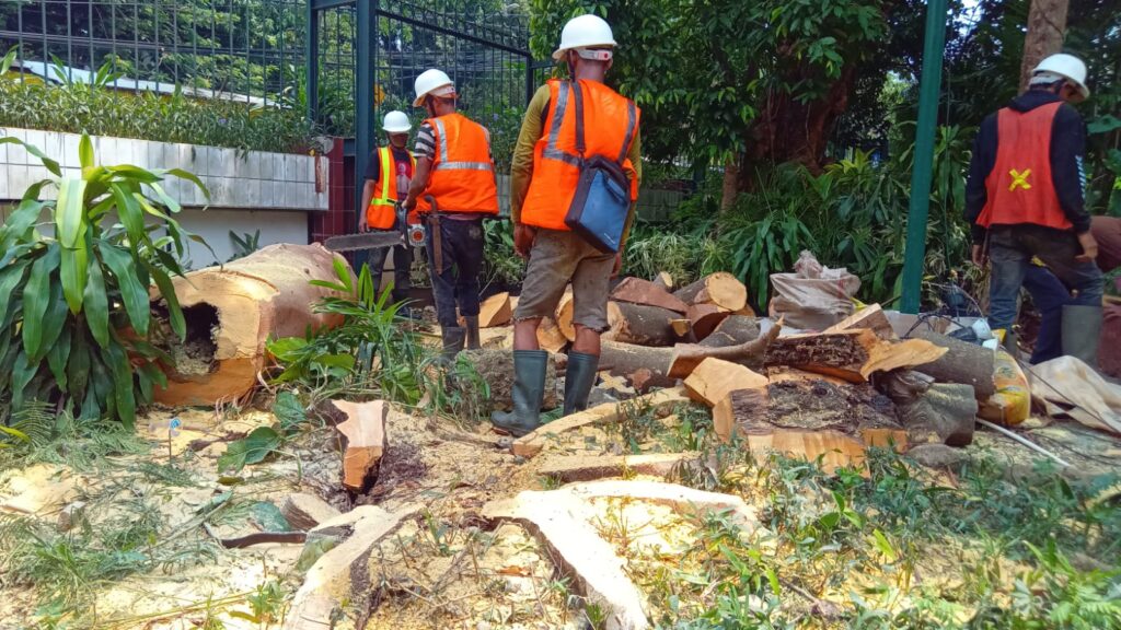 Menebang Pohon, Bahaya atau Ada Manfaatnya