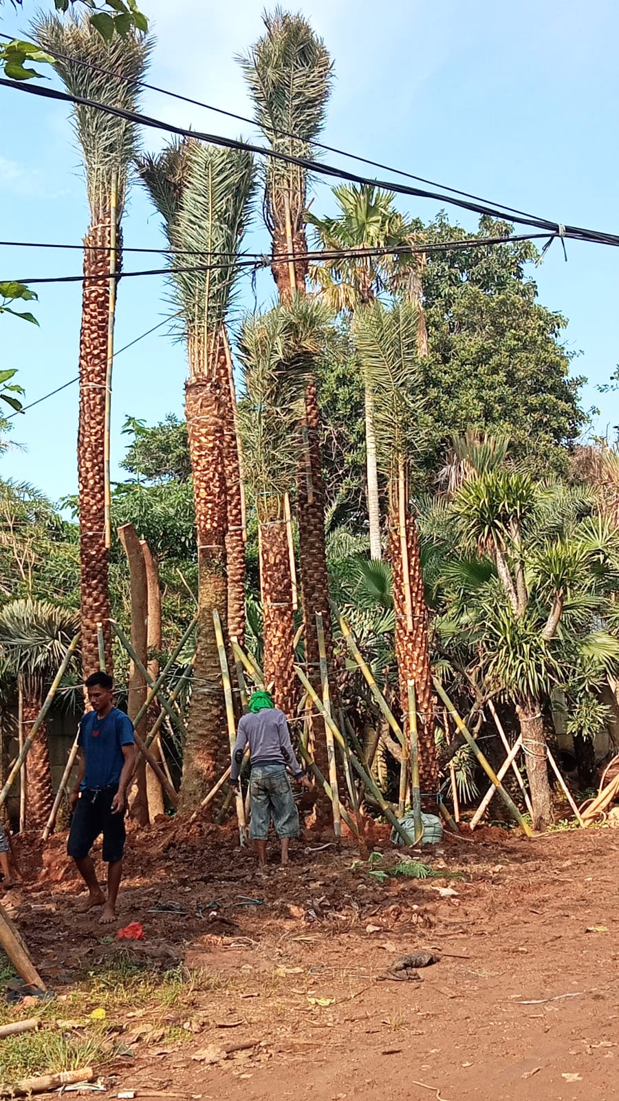 bibit korma dari pemeliharaan jasa tebang pohon nandar flora